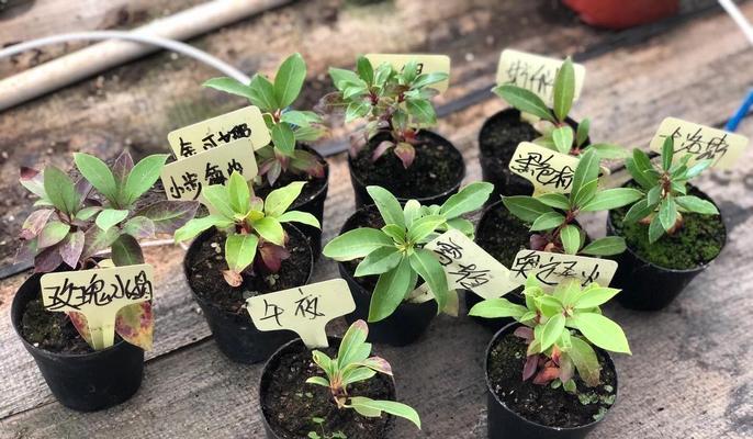 月桂树盆栽落叶怎么办？如何预防？