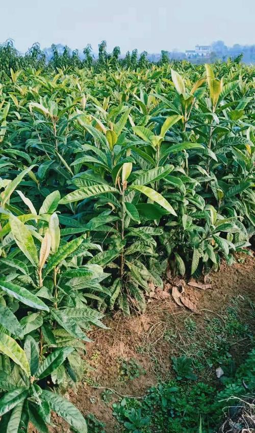 白玉枇杷品种种植技术与管理指南有哪些？