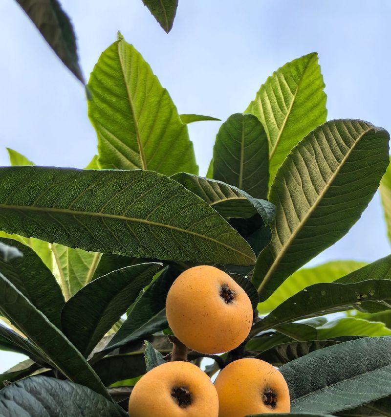 白玉枇杷品种种植技术与管理指南有哪些？