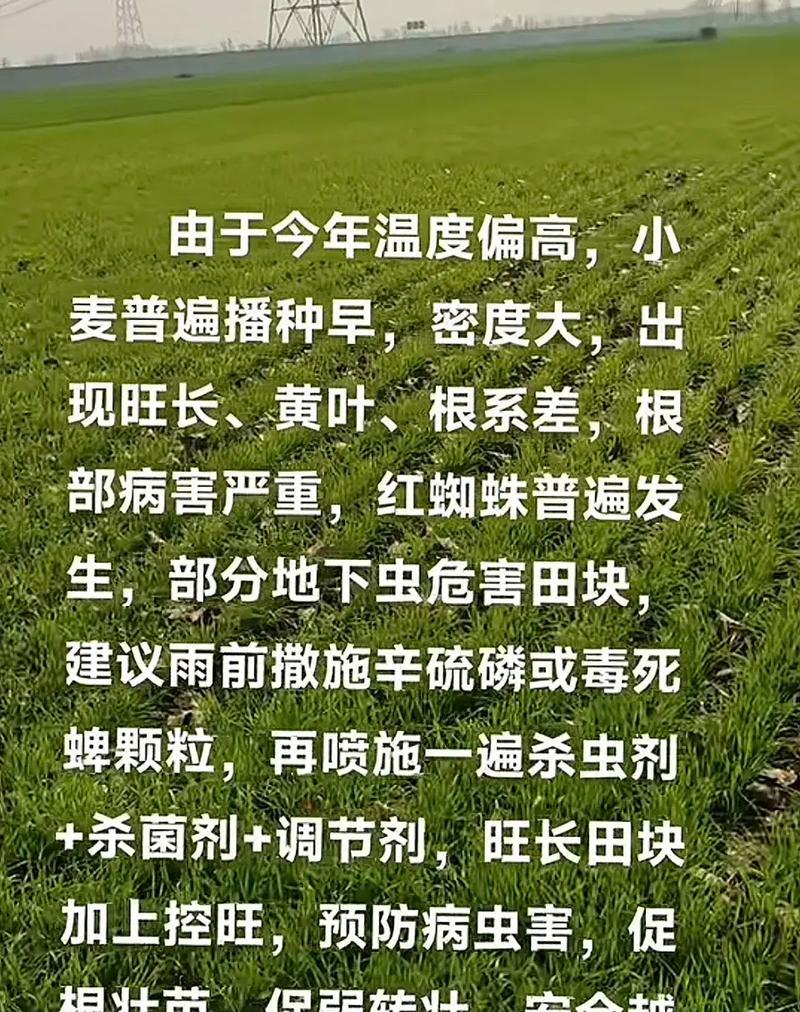 湖北省小麦的种植技术和管理要点有哪些？