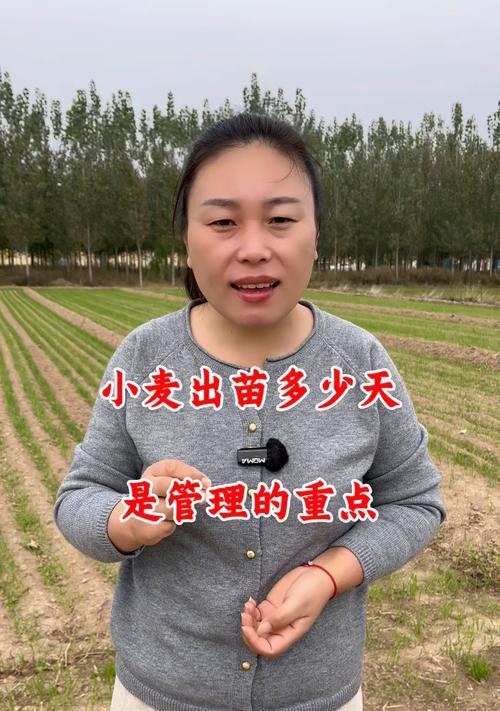 湖北省小麦的种植技术和管理要点有哪些？