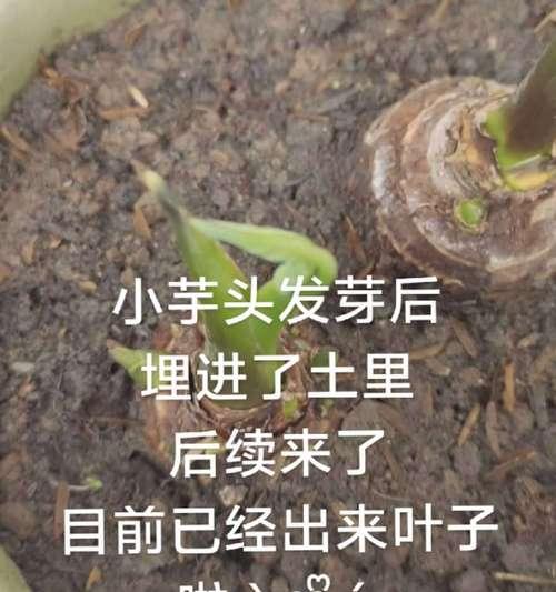 芋头发芽盆栽种植的方法是什么？种植时应注意什么？