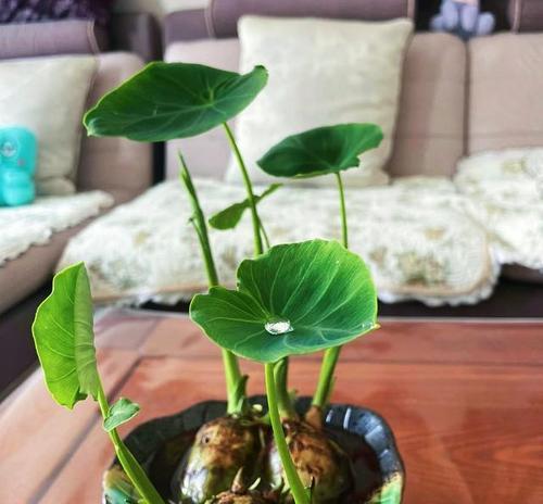 芋头发芽盆栽种植的方法是什么？种植时应注意什么？