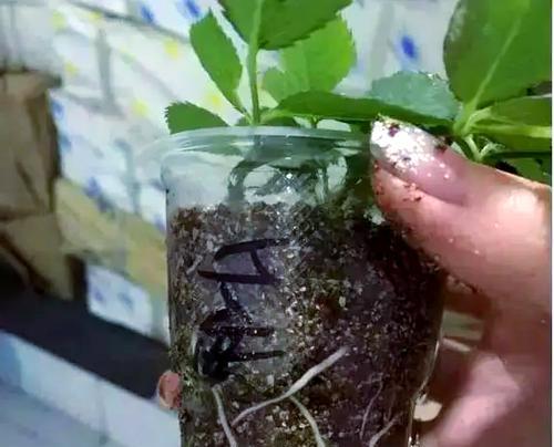 哪种插花生根粉更受花友青睐？