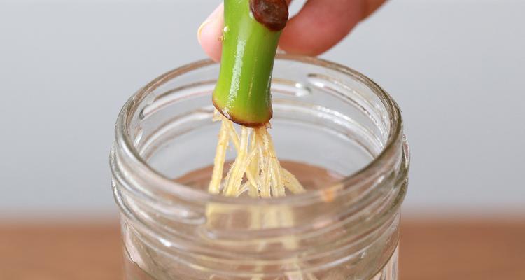 哪种插花生根粉更受花友青睐？