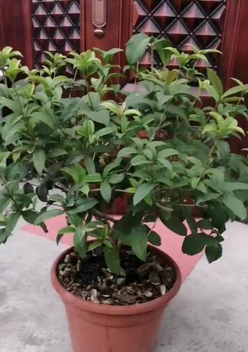 月桂树盆栽大棵的养护技巧有哪些？