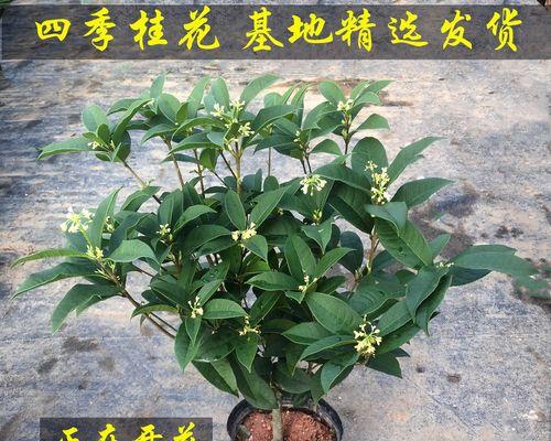 月桂树盆栽大棵的养护技巧有哪些？