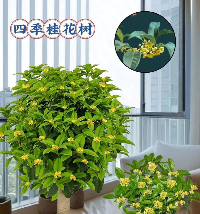 月桂树盆栽大棵的养护技巧有哪些？