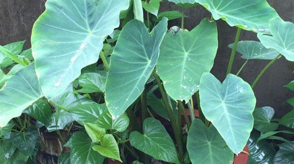 芋头盆栽会开花吗？芋头盆栽开花的条件是什么？