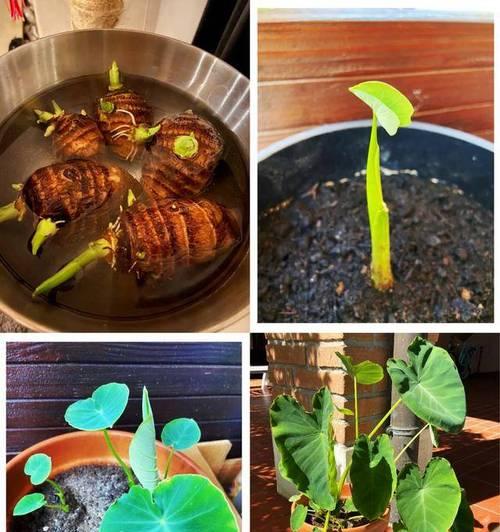 芋头盆栽会开花吗？芋头盆栽开花的条件是什么？