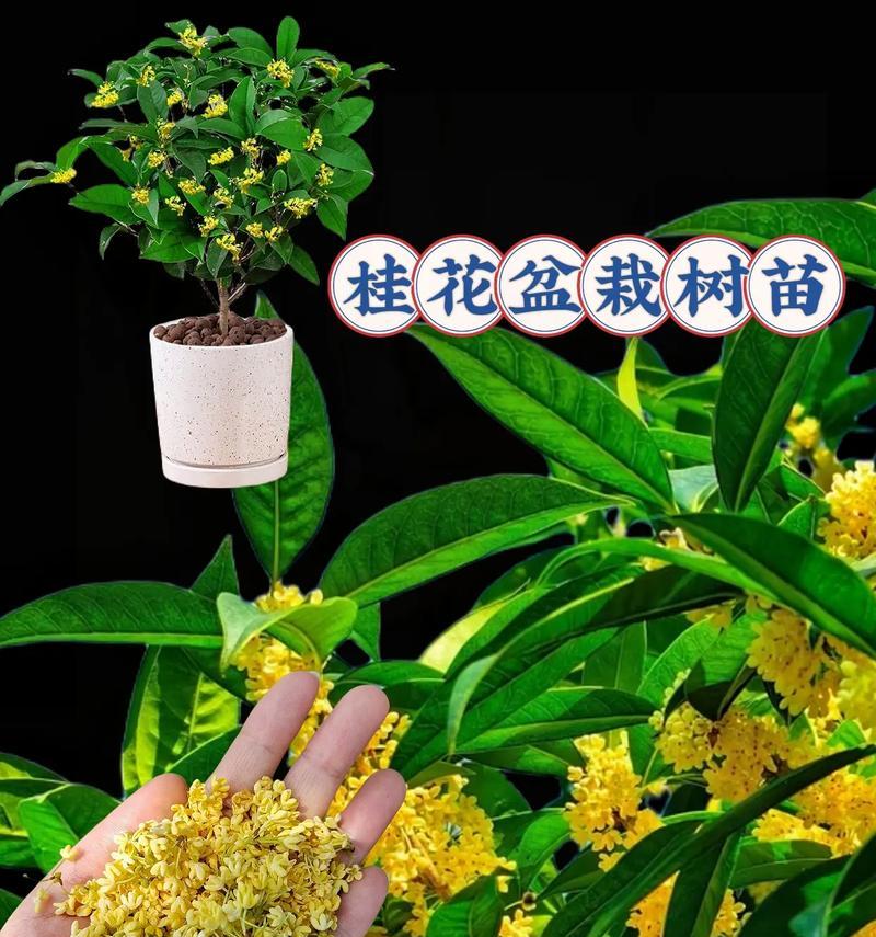 月之桂盆景如何修剪？怎样才能保持其美观？