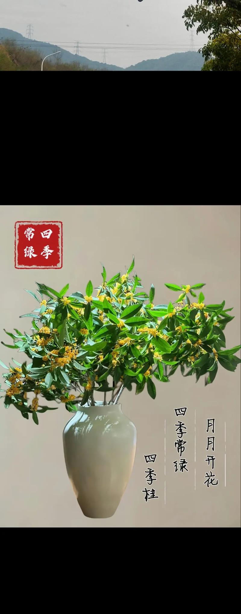 月之桂盆景如何修剪？怎样才能保持其美观？