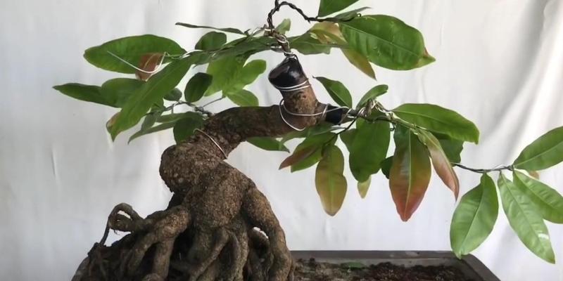 月之桂盆景如何修剪？怎样才能保持其美观？