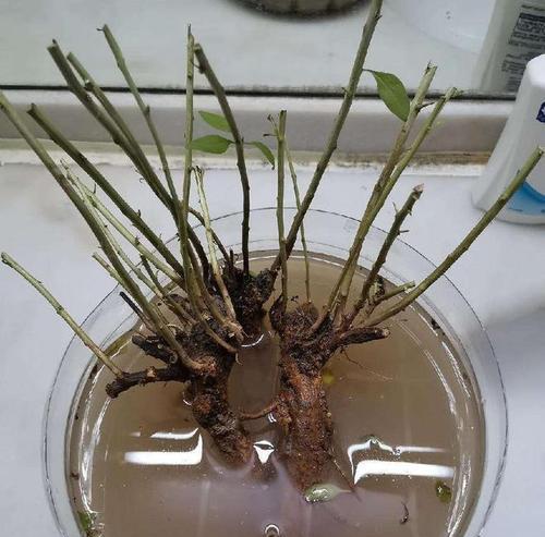 哪种插花生根粉效果最佳？使用方法是什么？