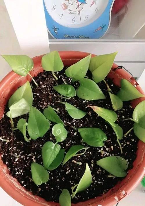 哪种插花生根粉效果最佳？使用方法是什么？