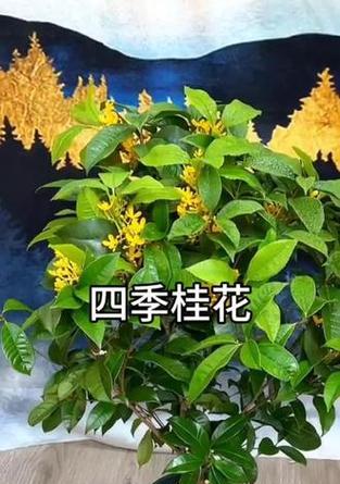 盆栽月桂树怎么养护和管理最好？有哪些注意事项？
