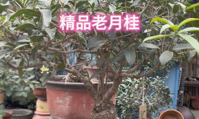 盆栽月桂树怎么养护和管理最好？有哪些注意事项？