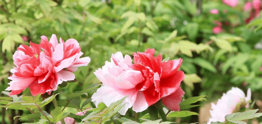 牡丹花里面的花蕊像什么颜色的花呢？花蕊颜色有何寓意？