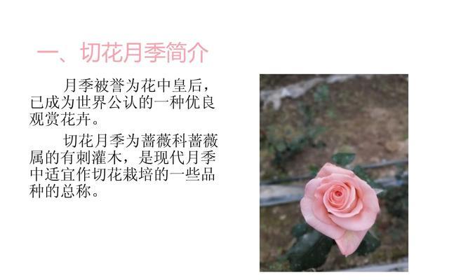 云南切花月季种植技术有哪些？如何提高切花的质量？
