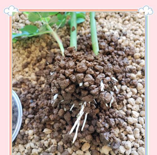 云南切花月季种植技术有哪些？如何提高切花的质量？