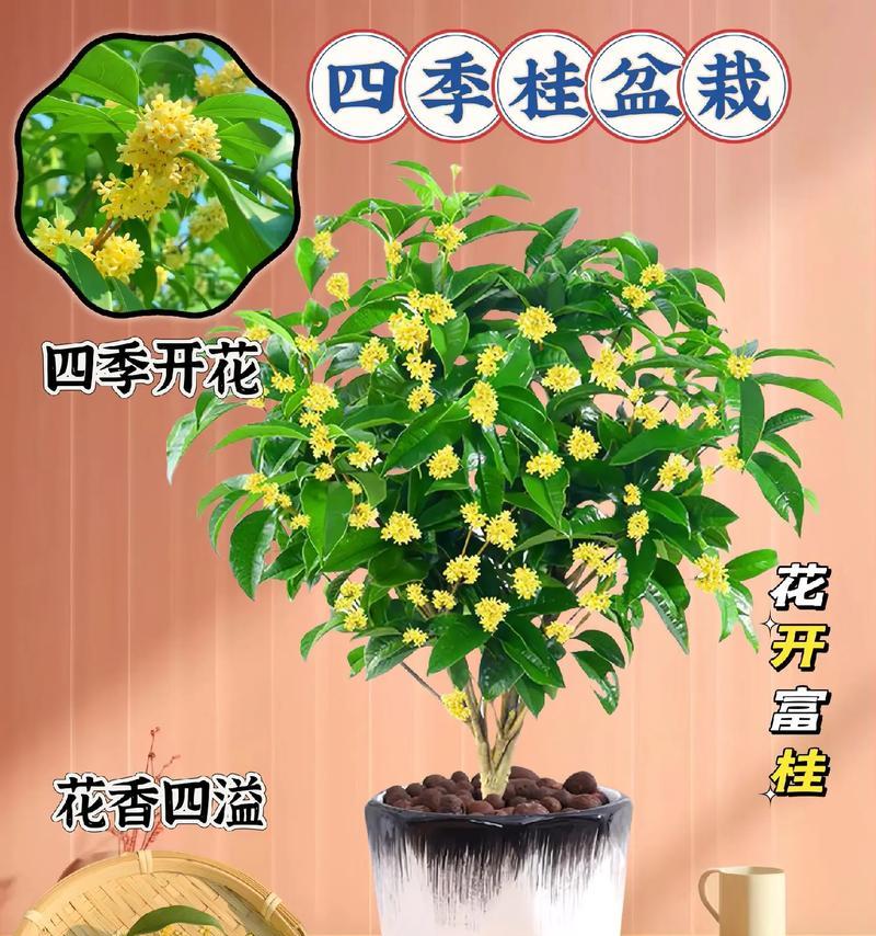 盆景四季桂的修剪方法是什么？怎样修剪才能促进开花？