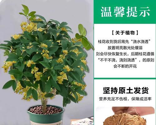 月桂种植，盆栽与地栽哪个更合适？