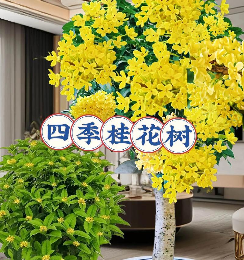 月桂种植，盆栽与地栽哪个更合适？