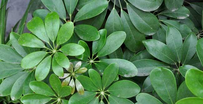 给发财树浇水可以用自来水吗？自来水对植物生长的影响如何？