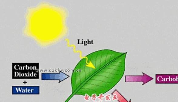 绿色植物光反应的场所具体指什么？