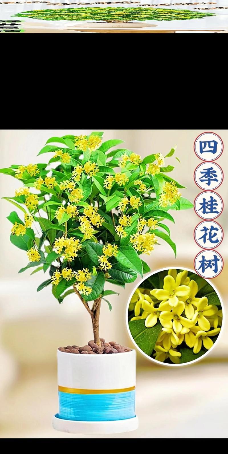 月桂适合哪种花盆栽种？