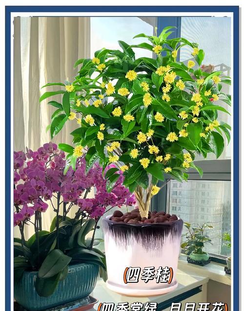 月桂适合哪种花盆栽种？
