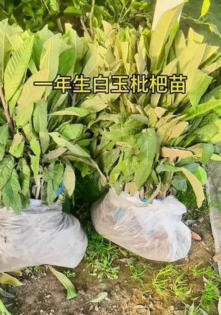 白玉枇杷苗的种植与管理技术是什么？