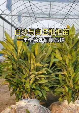 白玉枇杷苗的种植与管理技术是什么？