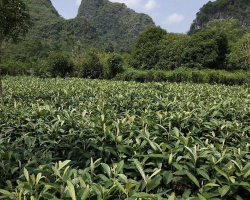 白玉枇杷苗的种植与管理技术是什么？