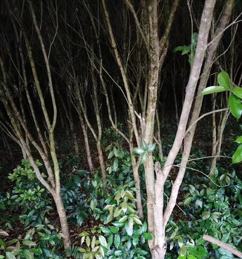 八月桂室外盆栽如何正确浇水？