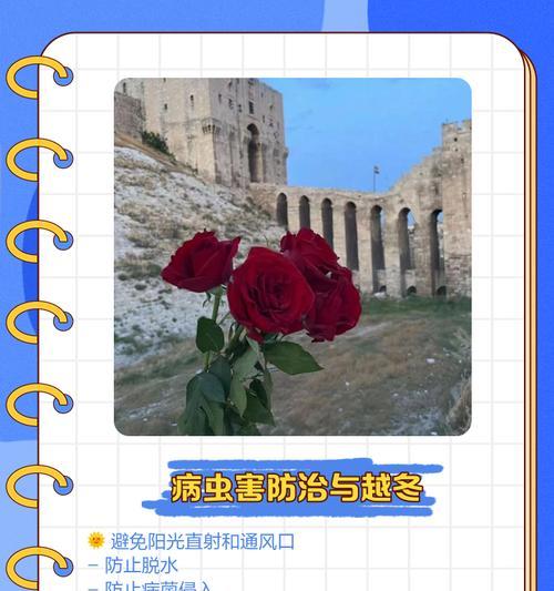 大马士革玫瑰何时开花？最佳观赏季节是什么时候？