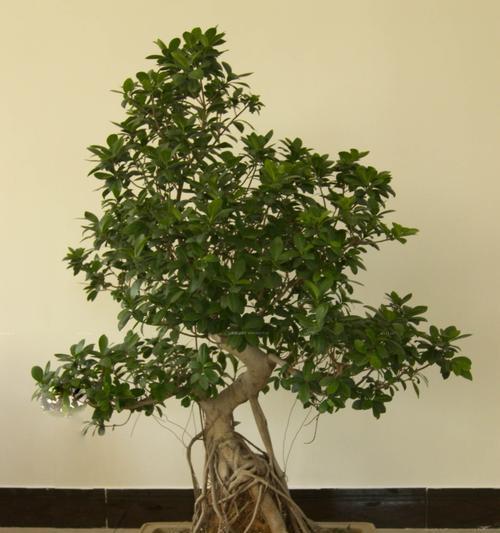 盆景老月桂如何保持枝叶茂盛？需要定期修剪吗？