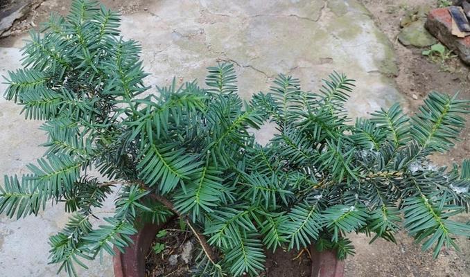 盆景老月桂如何保持枝叶茂盛？需要定期修剪吗？