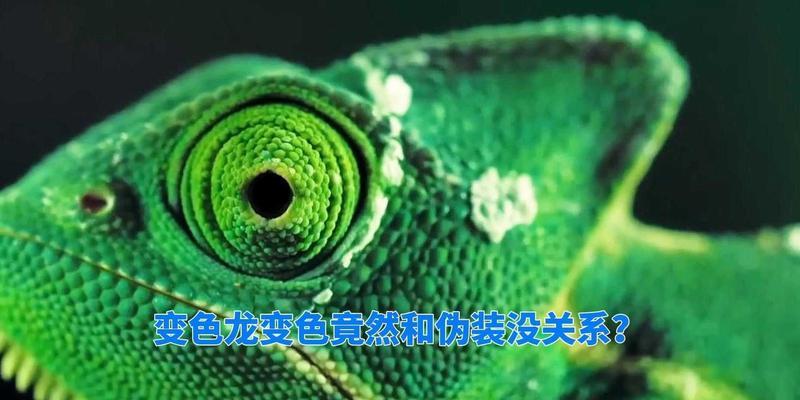 绿色植物未变色是因为不反射光吗？