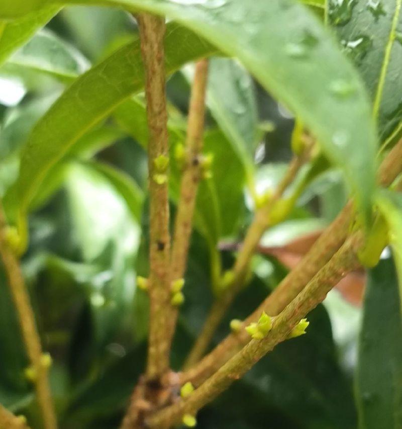 月桂种植的技术与管理方案有哪些？