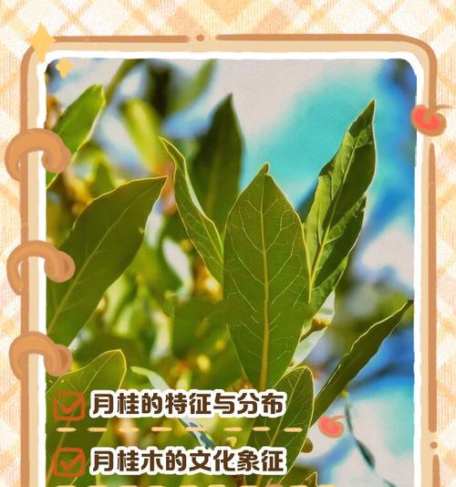 月桂种植的技术与管理方案有哪些？