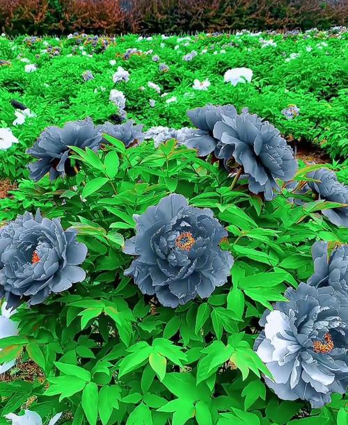 牡丹花花蕊出现白色物质是什么原因？