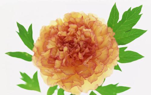 牡丹花花蕊出现白色物质是什么原因？