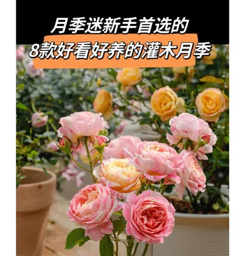 两广有哪些灌木月季品种？
