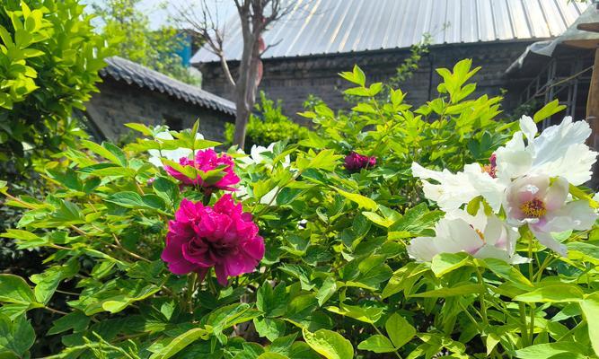 绿色花蕊牡丹花有何独特之处？