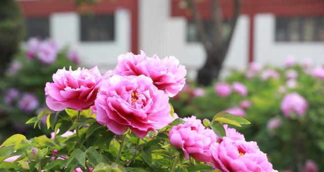 绿色花蕊牡丹花有何独特之处？