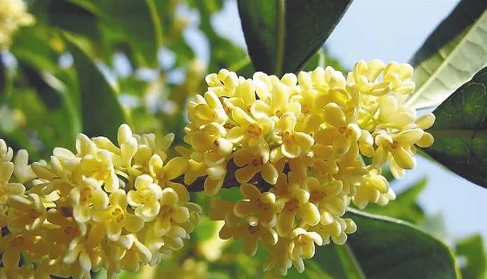 海南月桂的种植与管理技术要点是什么？