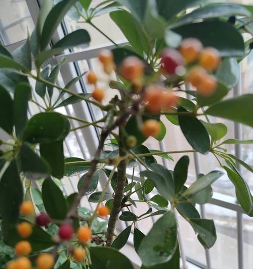 不发财的果子种植技术有哪些？原因是什么？