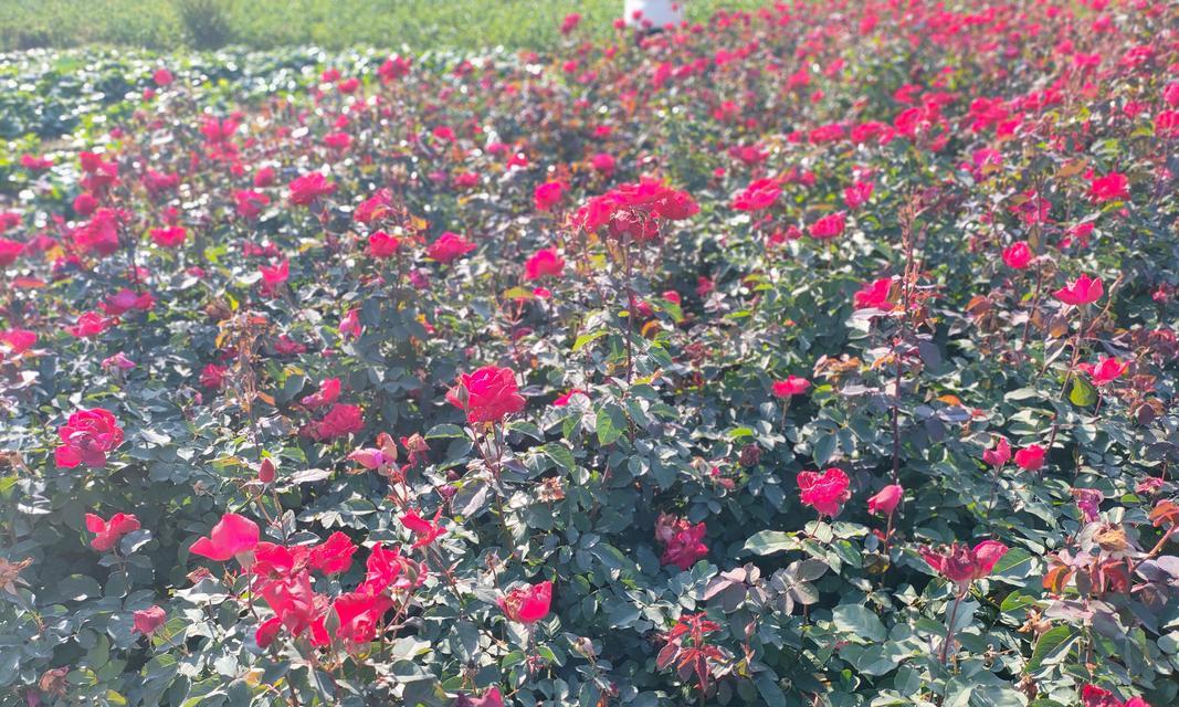 晋中红帽月季花种植有哪些技术要点？
