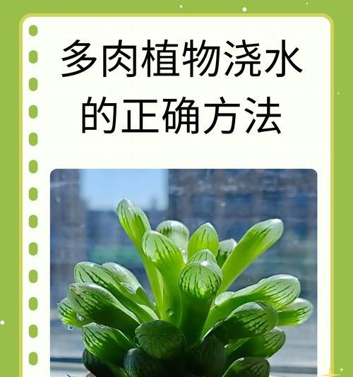 盆栽浇水后需要松土吗？原因是什么？